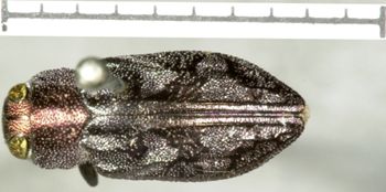 Media type: image;   Entomology 8112 Aspect: habitus dorsal view